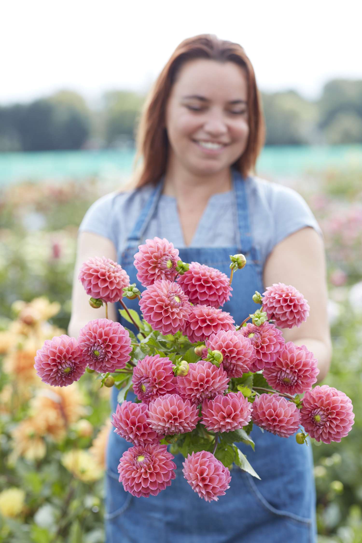 Dahlie ‘Dikara Superb’ - Dahlia